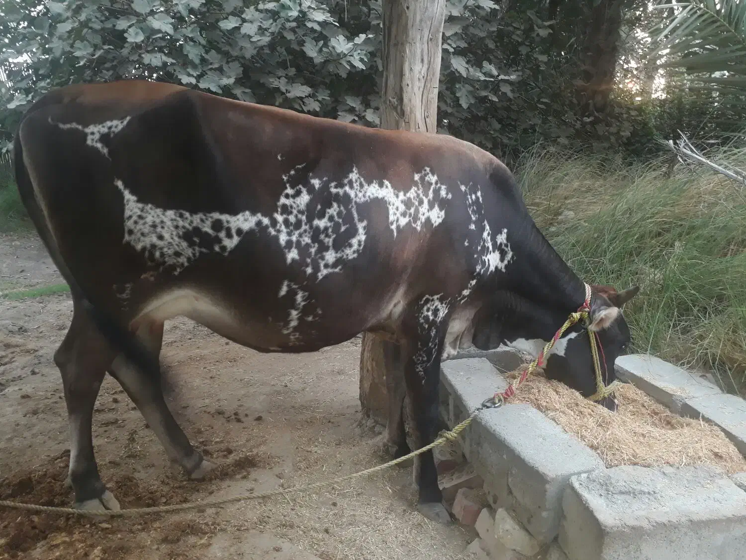 گاو شیری ۵ ماه ابستن|حیوانات مزرعه|میناب, |دیوار