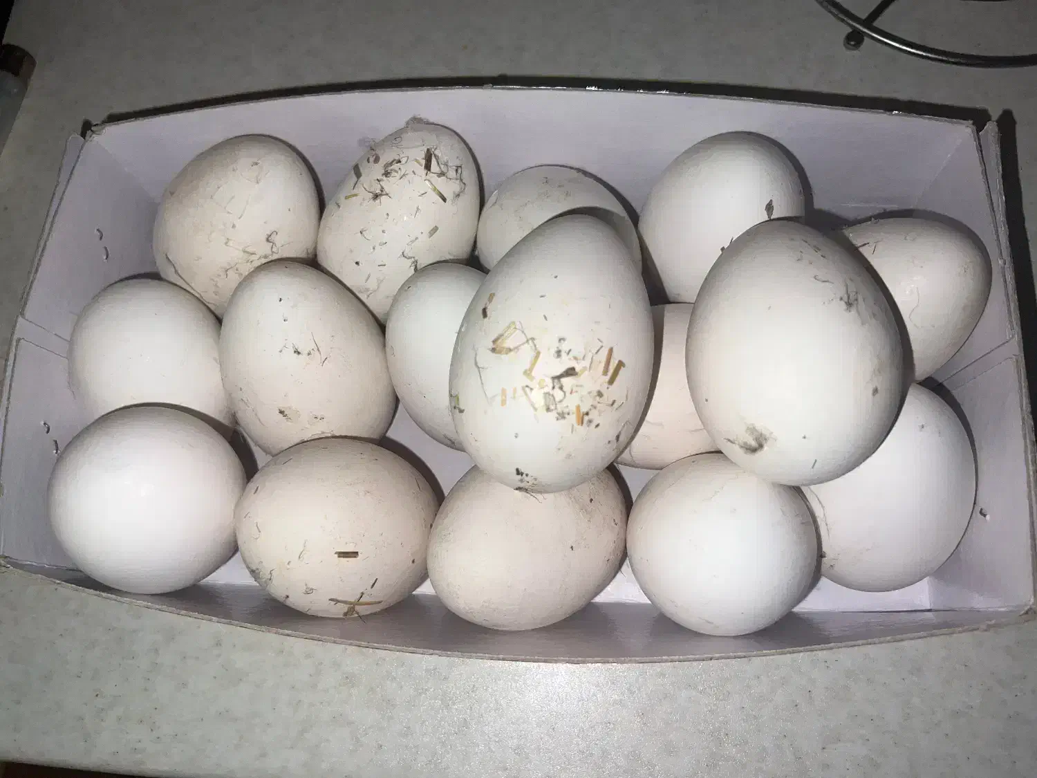 تخم غو غاز|حیوانات مزرعه|نورآباد, |دیوار