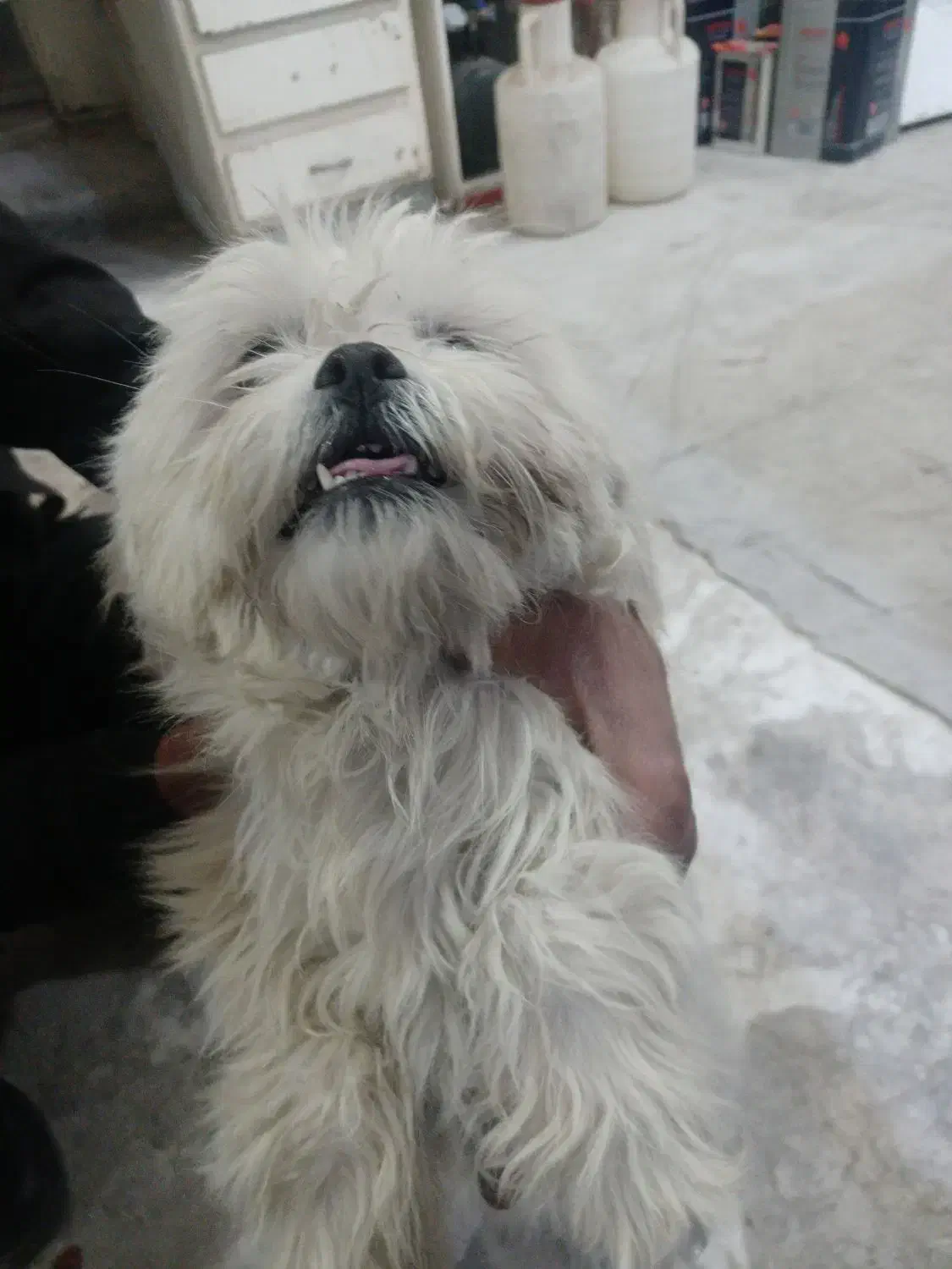 واگذاری پاکوتا|سگ|تبریز, |دیوار