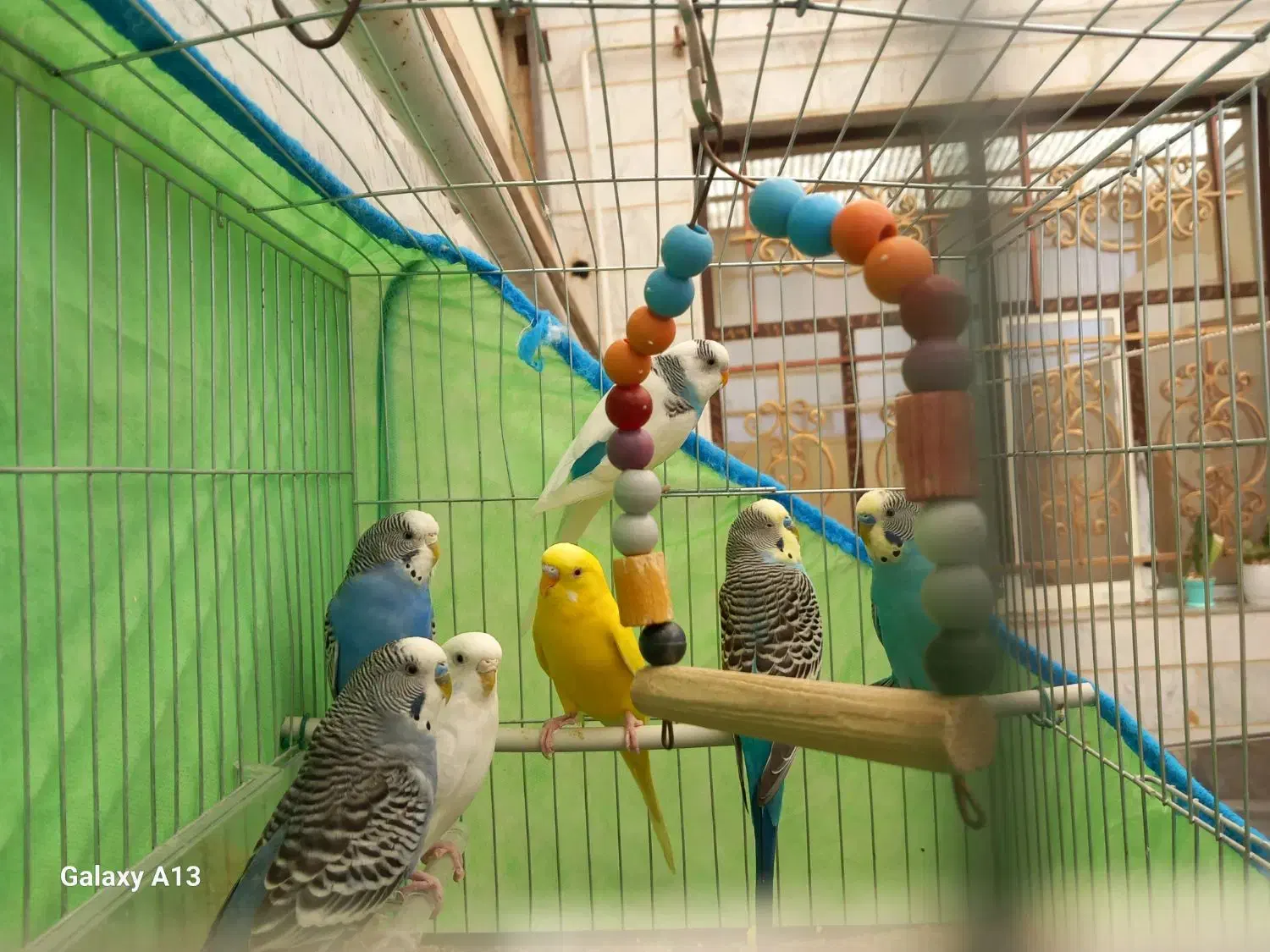 مرغ عشق  سالم و سرحال و آماده|پرنده|خرمدره, |دیوار