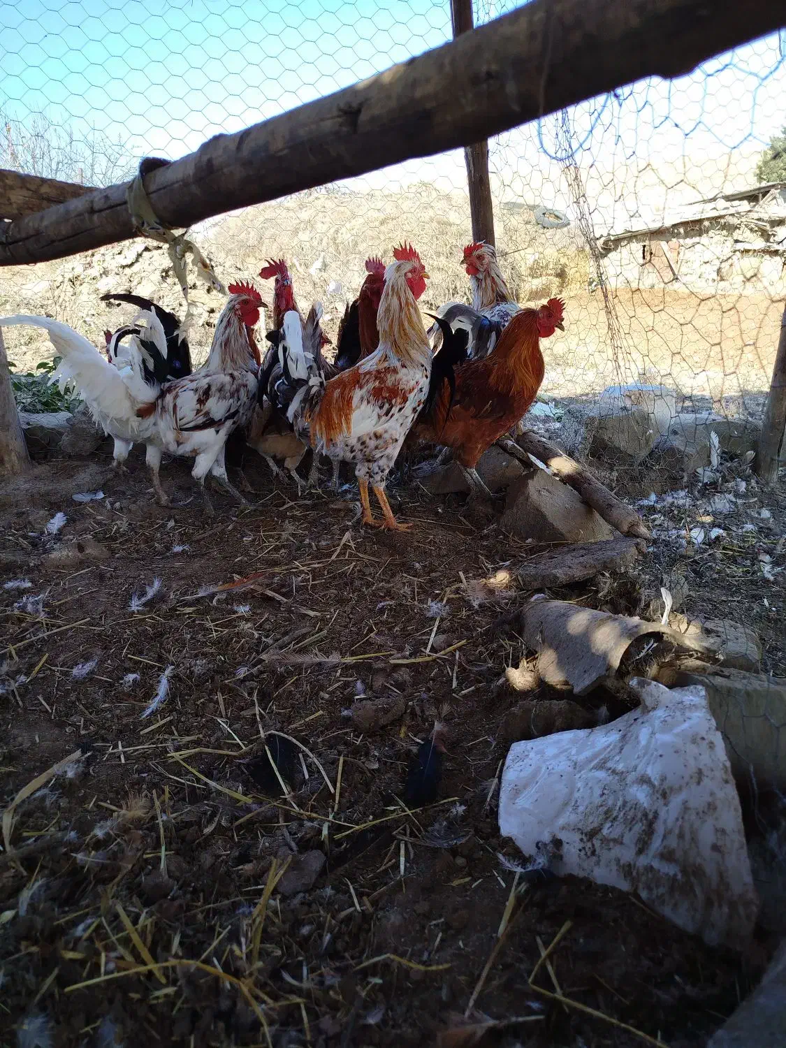 فروش مرغ خروس نیمچه جوجه گلین اصیل|حیوانات مزرعه|اردبیل, |دیوار