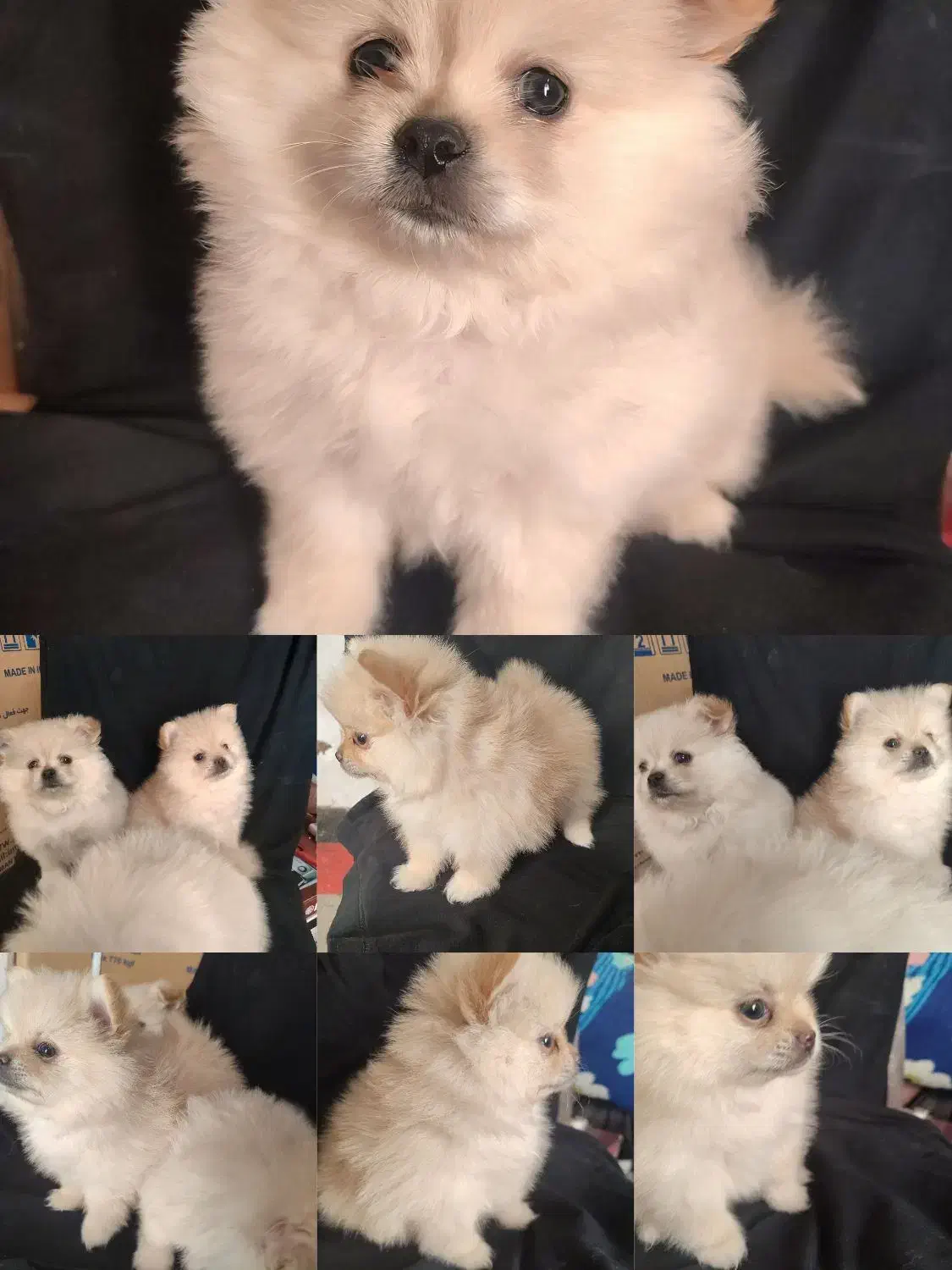 توله پامر|سگ|حاجی آباد, |دیوار