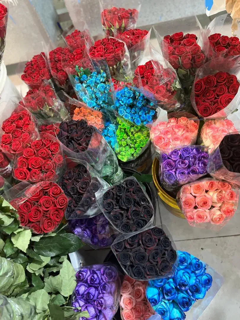 گل رز|گل و گیاه طبیعی|برازجان, |دیوار