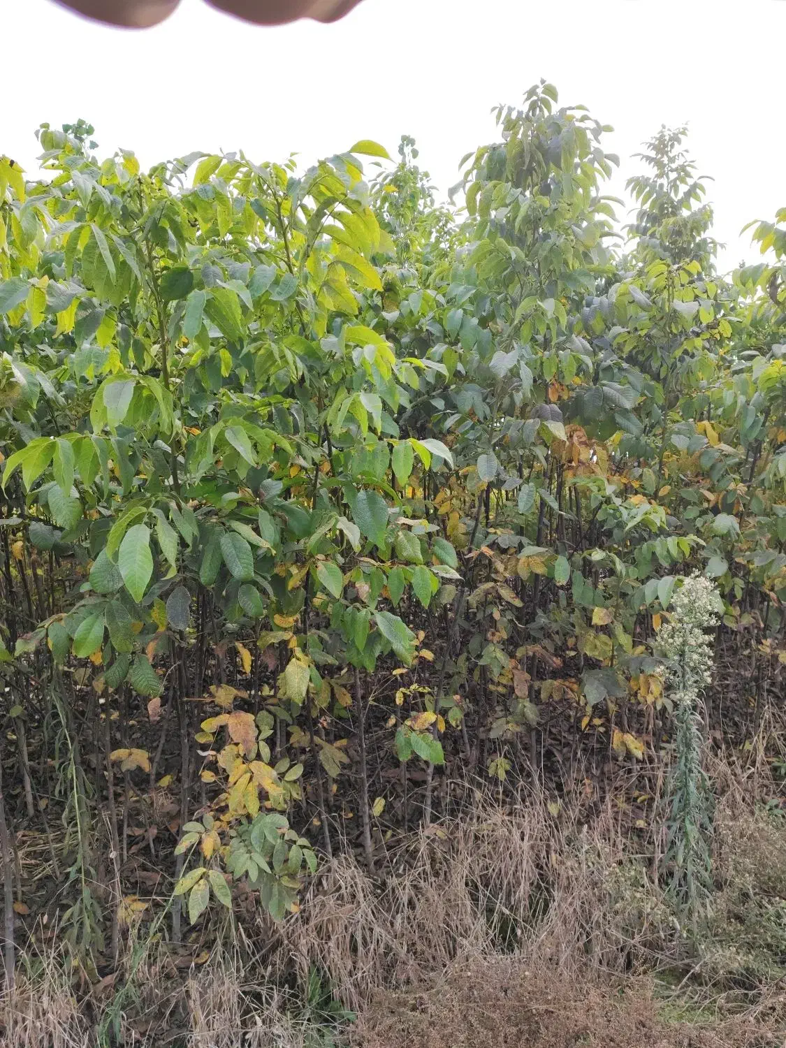 ن ه ا ل برتر|اسباببازی|اراک, |دیوار