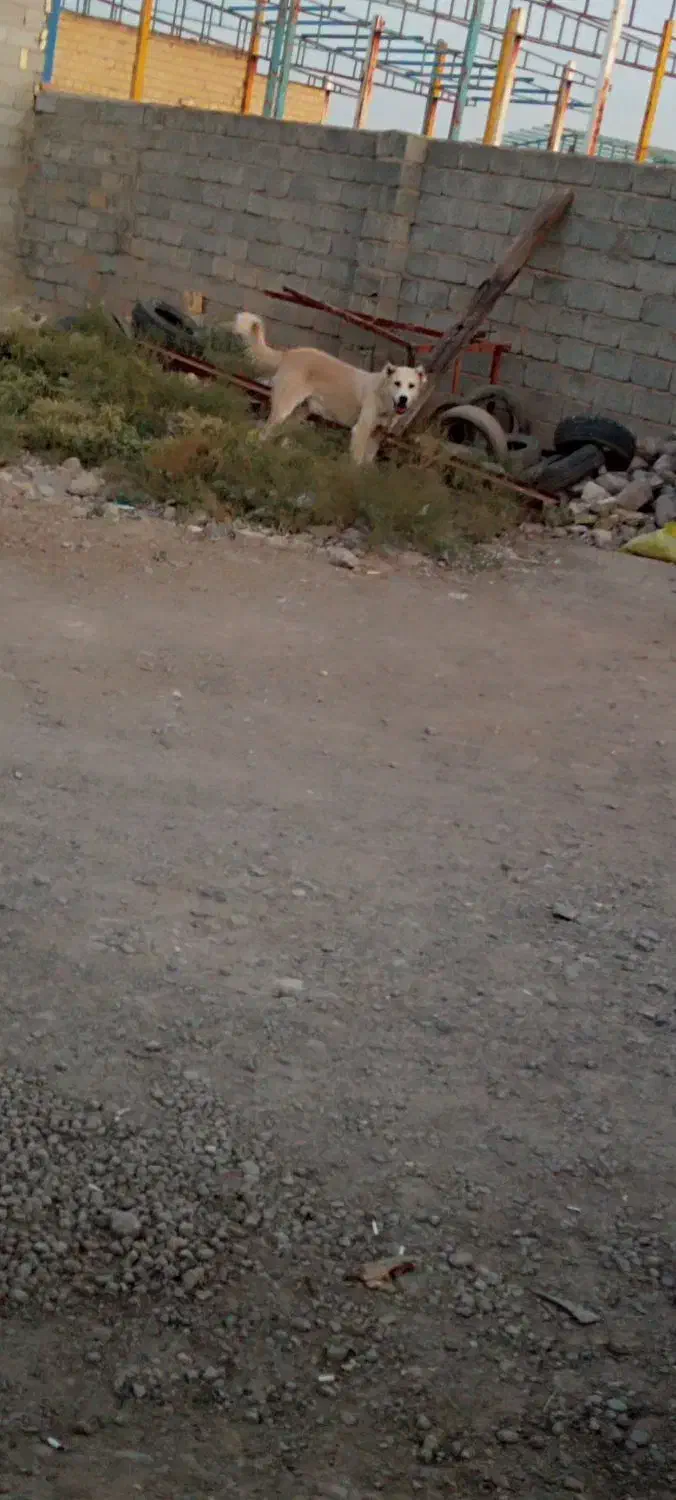 سگ کله|سگ|تبریز, |دیوار