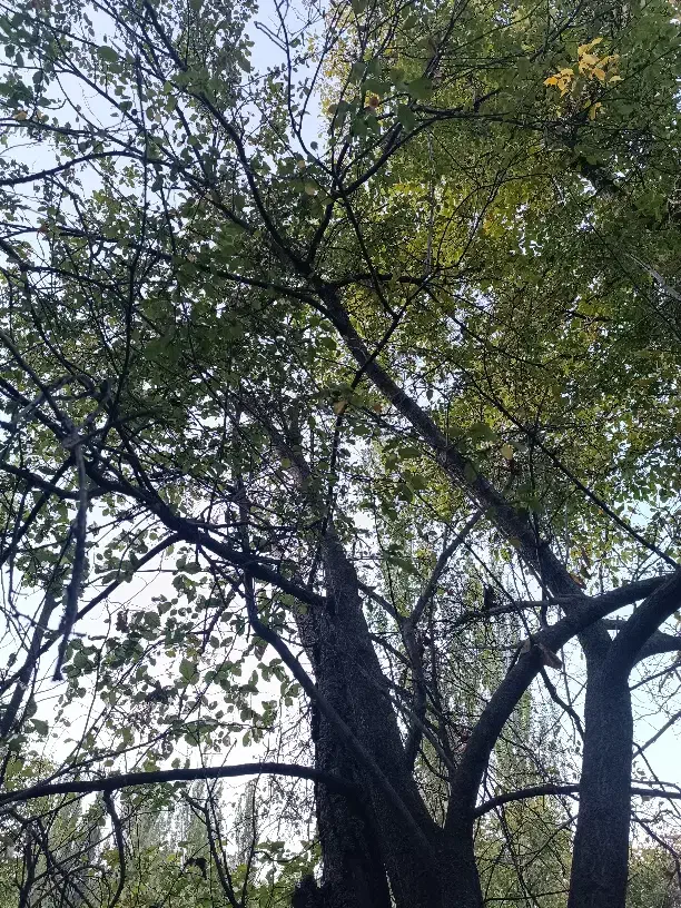 باغ ییلاقی روبه رودخانه روستای مغان با جوی آب زیبا|فروش خانه و ویلا|مشهد, کوی سیدی|دیوار