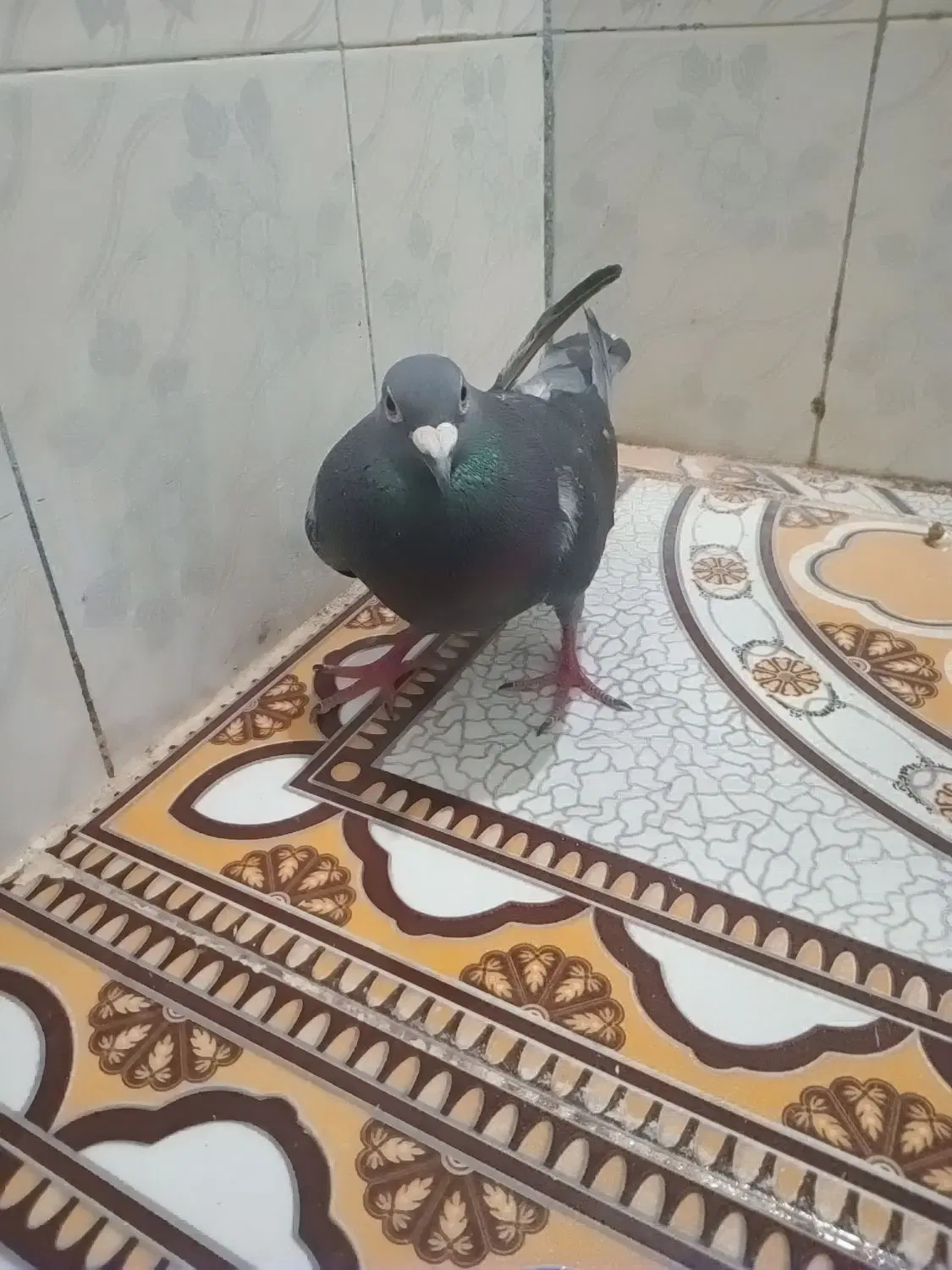 کبوتر|پرنده|موسیان, |دیوار