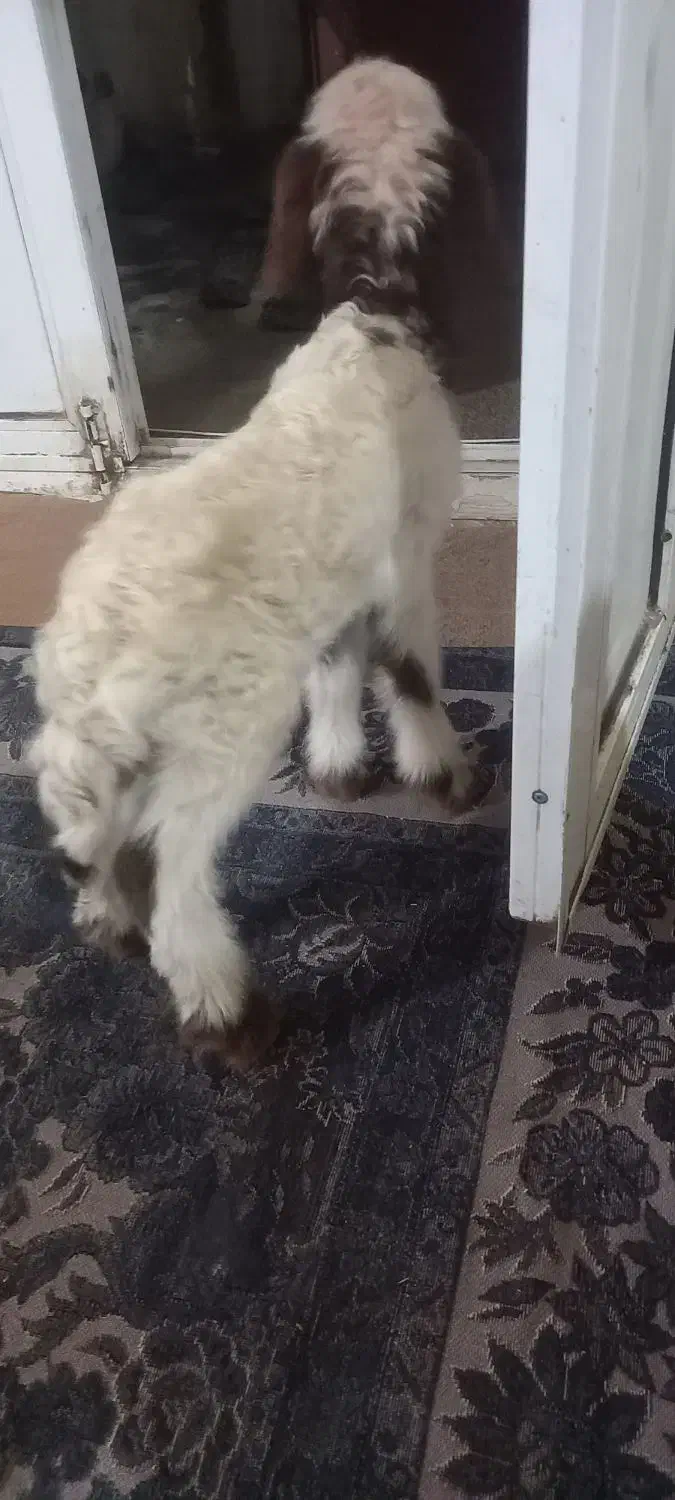 بره|حیوانات مزرعه|حمیل, |دیوار