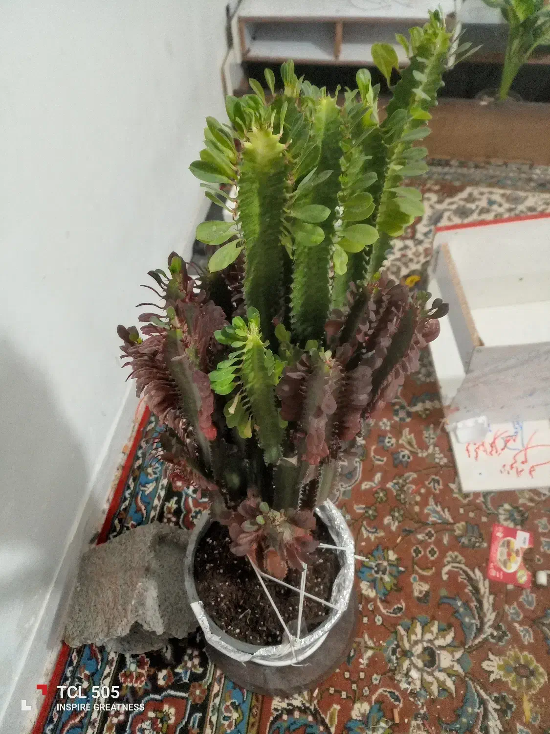 فروشگاه گل|گل و گیاه طبیعی|لوشان, |دیوار