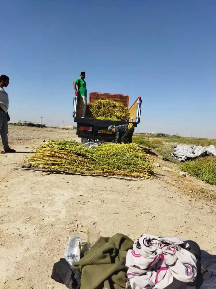 کنجد امسال ترتمیز|عمدهفروشی|خرمشهر, |دیوار