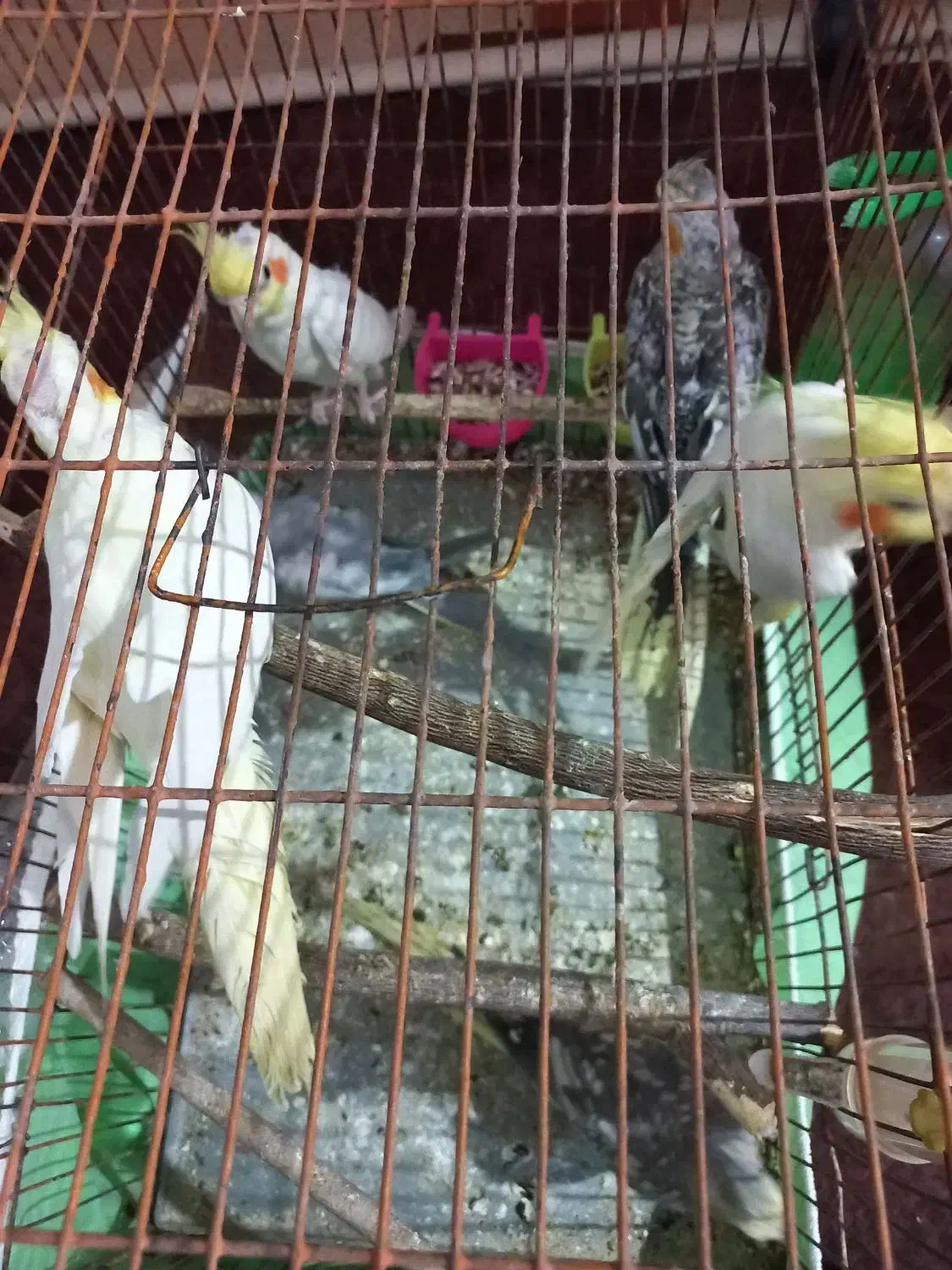 عروس هلندی|پرنده|اهرم, |دیوار