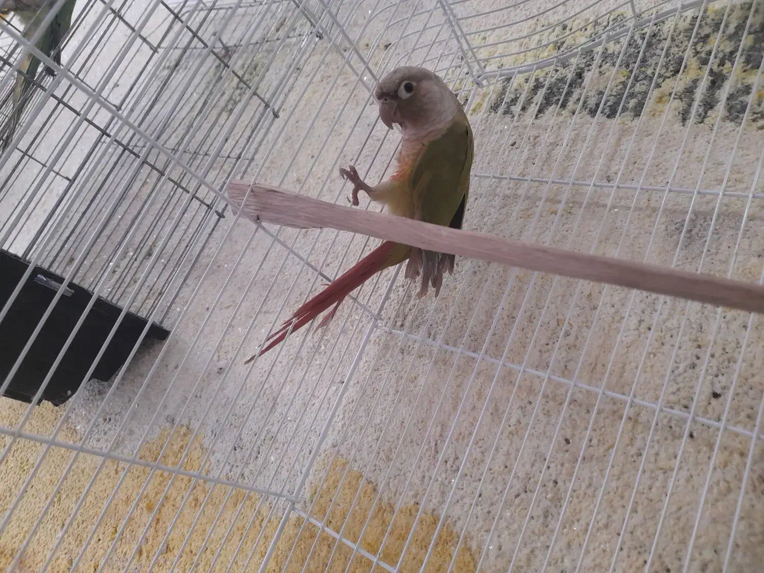 گرینچیک|پرنده|میناب, |دیوار