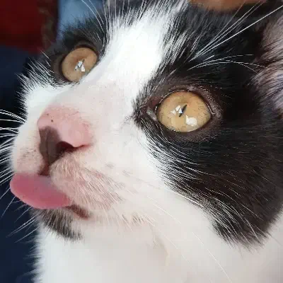 واگذاری گربه‌|گربه|گرگان, |دیوار