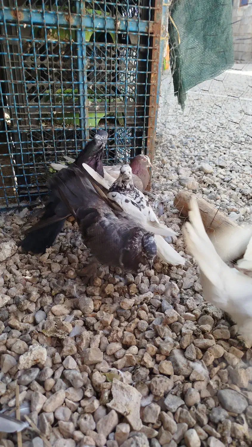 کبوتر پرشی|پرنده|خورموج, |دیوار