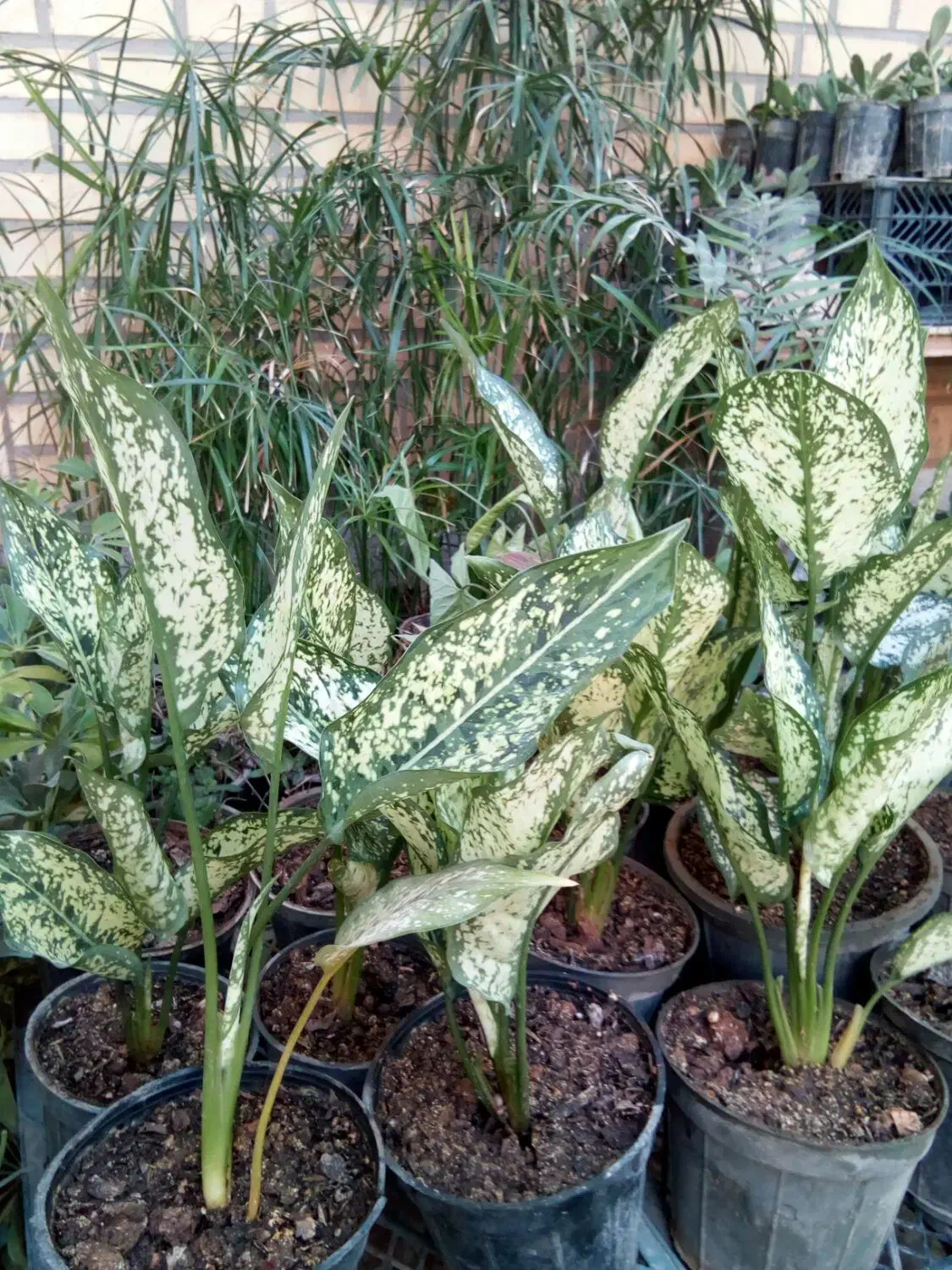 گلهای اپارتمانی در بی بیان بزرگ|گل و گیاه طبیعی|مسجد سلیمان, |دیوار