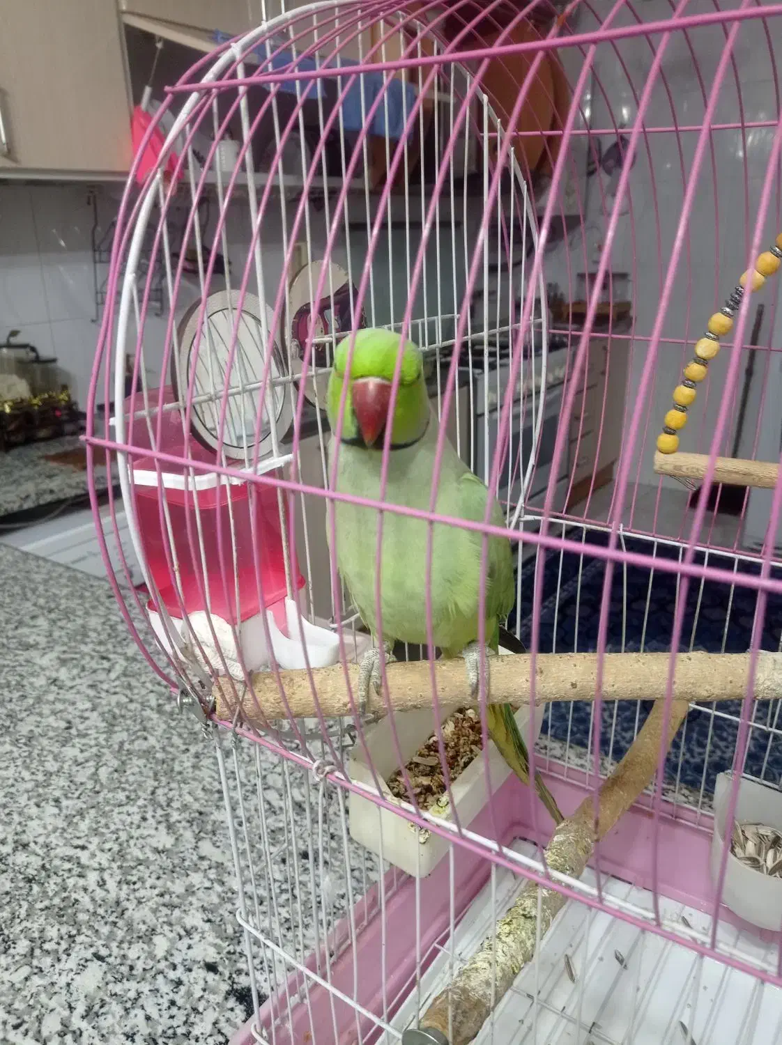 ملنگو|پرنده|نجف‌آباد, گلدشت|دیوار