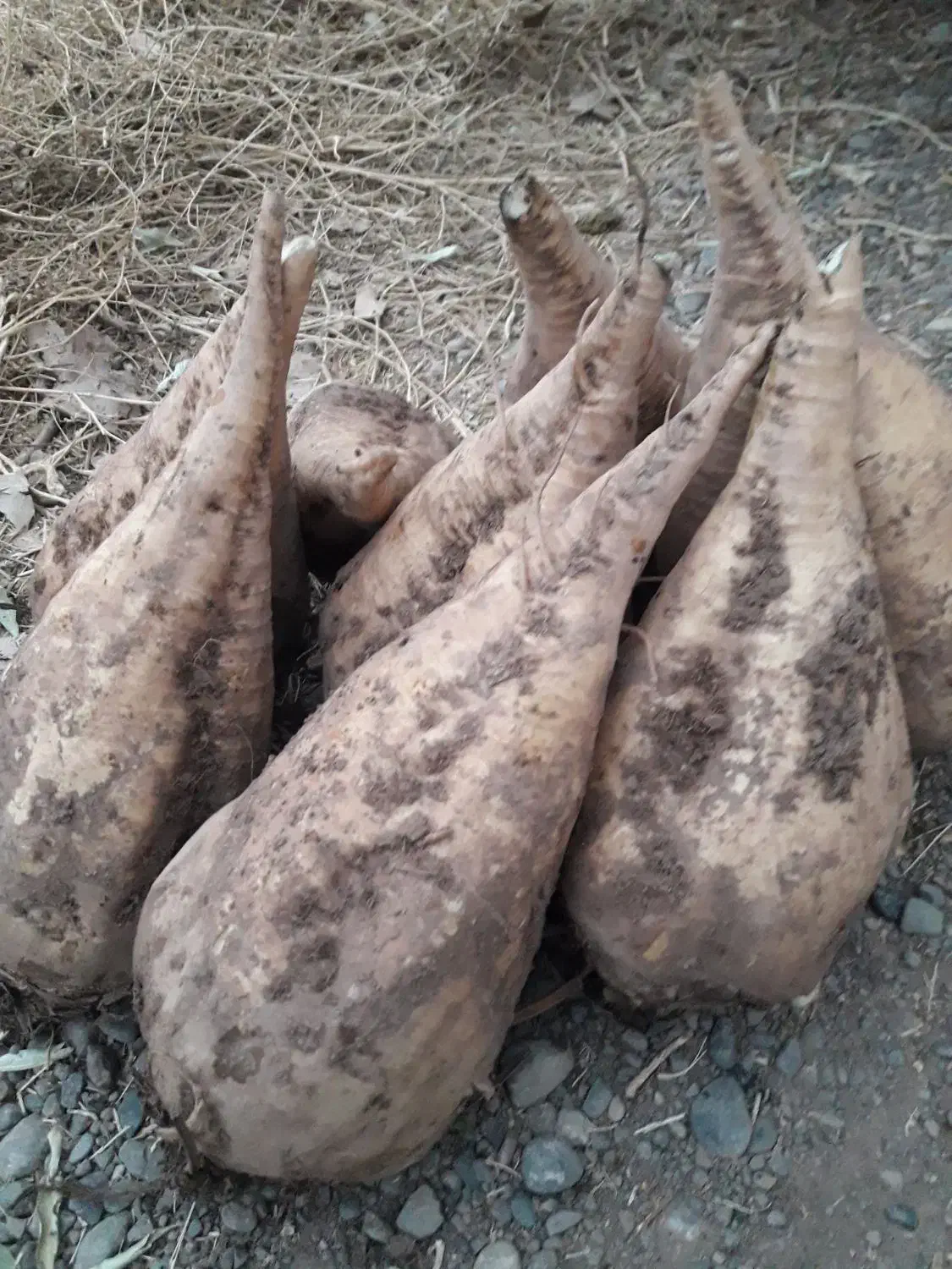 چغندر|لوازم جانبی حیوانات|خوی, |دیوار