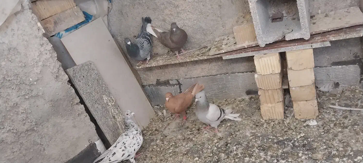 کفتر ی کبوتر|پرنده|مرودشت, ولایت|دیوار