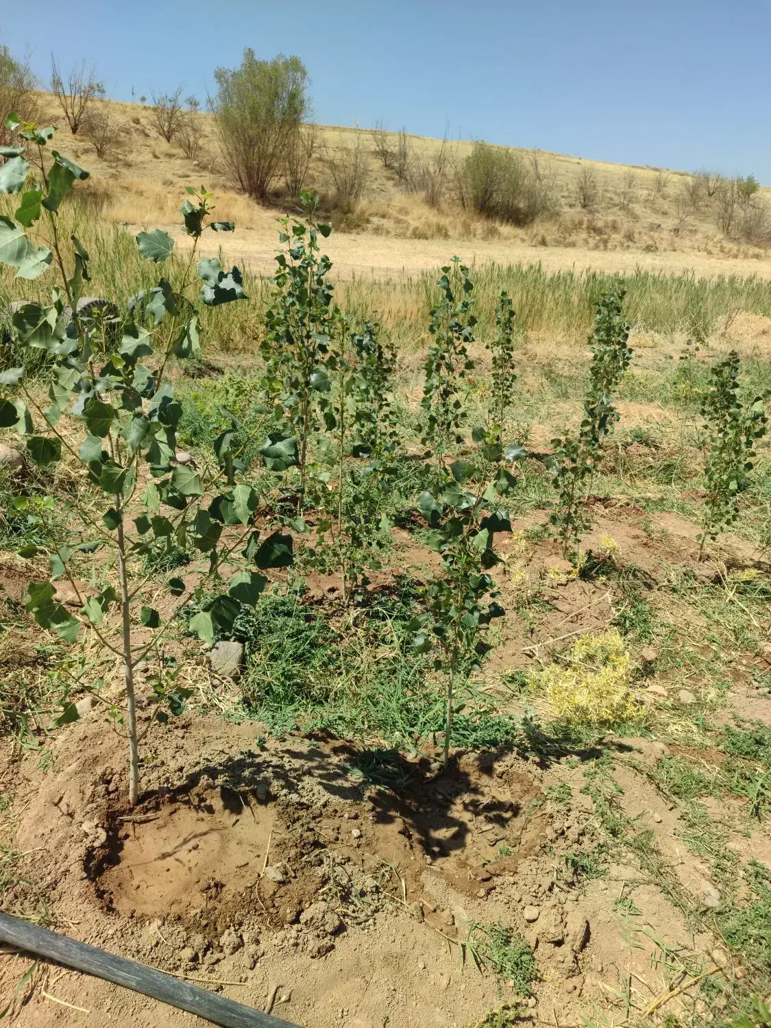 کاشت نهال|خدمات باغبانی و درختکاری|بروجرد, |دیوار