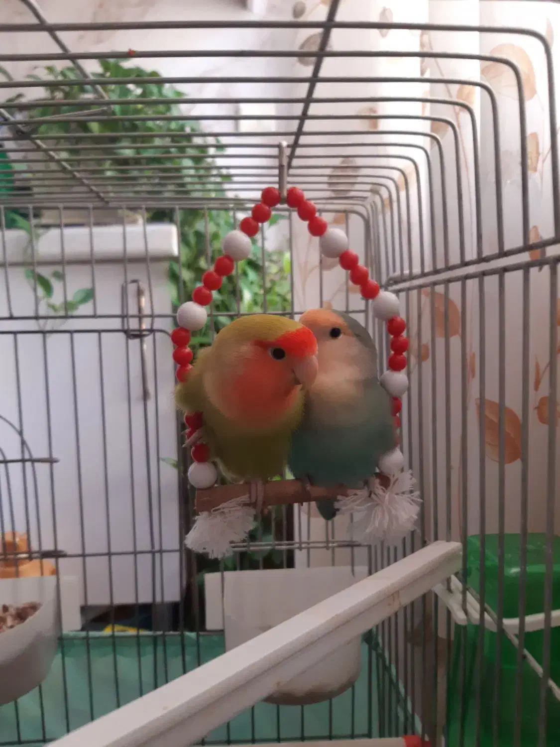 جفت طوطی برزیلی|پرنده|اندیشه, اندیشه فاز ۱|دیوار