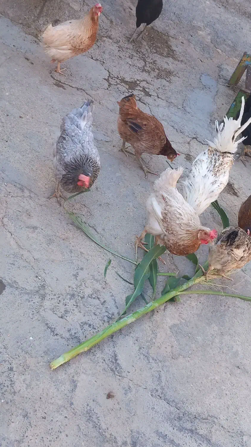 مرغ محلی|حیوانات مزرعه|سیروان, |دیوار