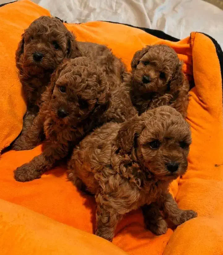 تاینی-توی پودل|سگ|تهران, ونک|دیوار