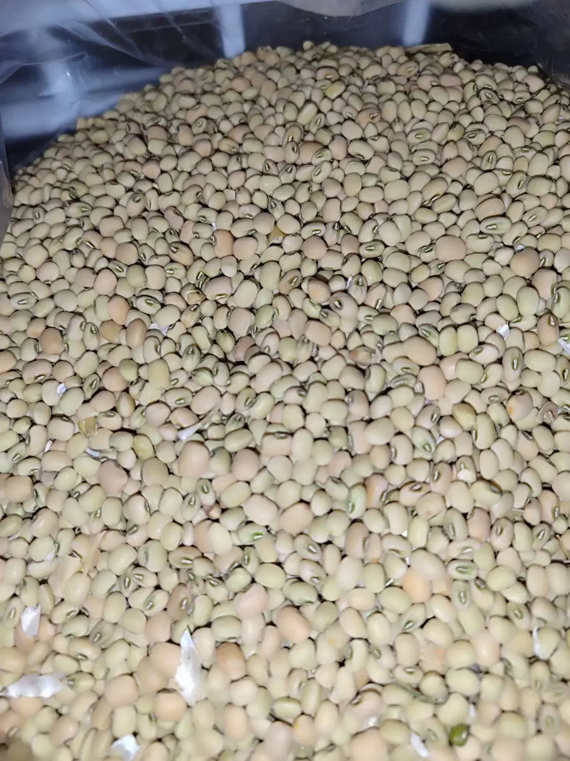 فروش لوبیا فردا در شهر ایلام درجه ۱|خوردنی و آشامیدنی|دره شهر, |دیوار