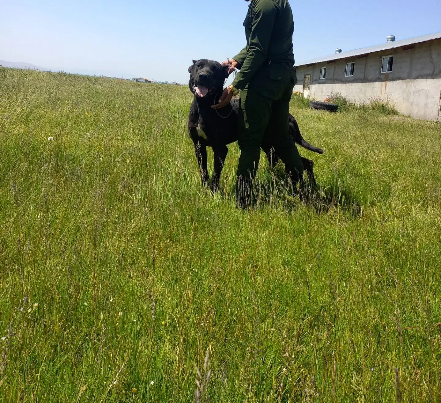 سگ سرابی|سگ|اردبیل, |دیوار