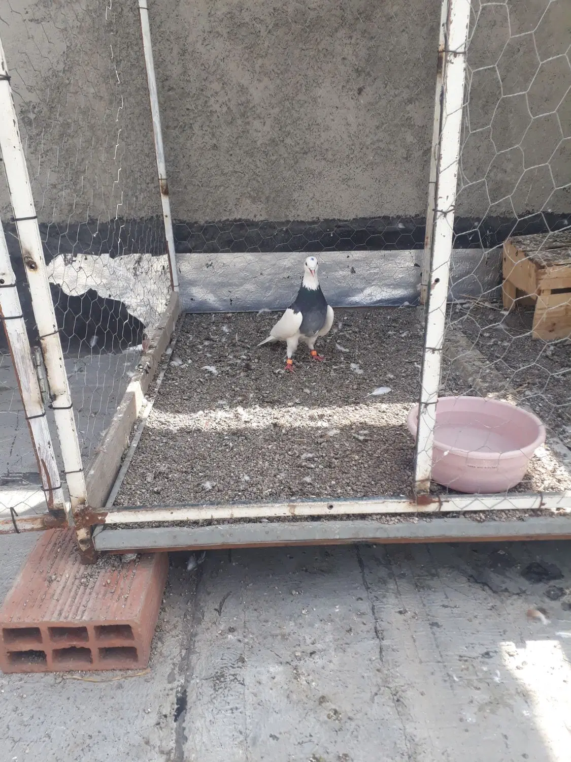 ۰۰۰|پرنده|اردبیل, |دیوار