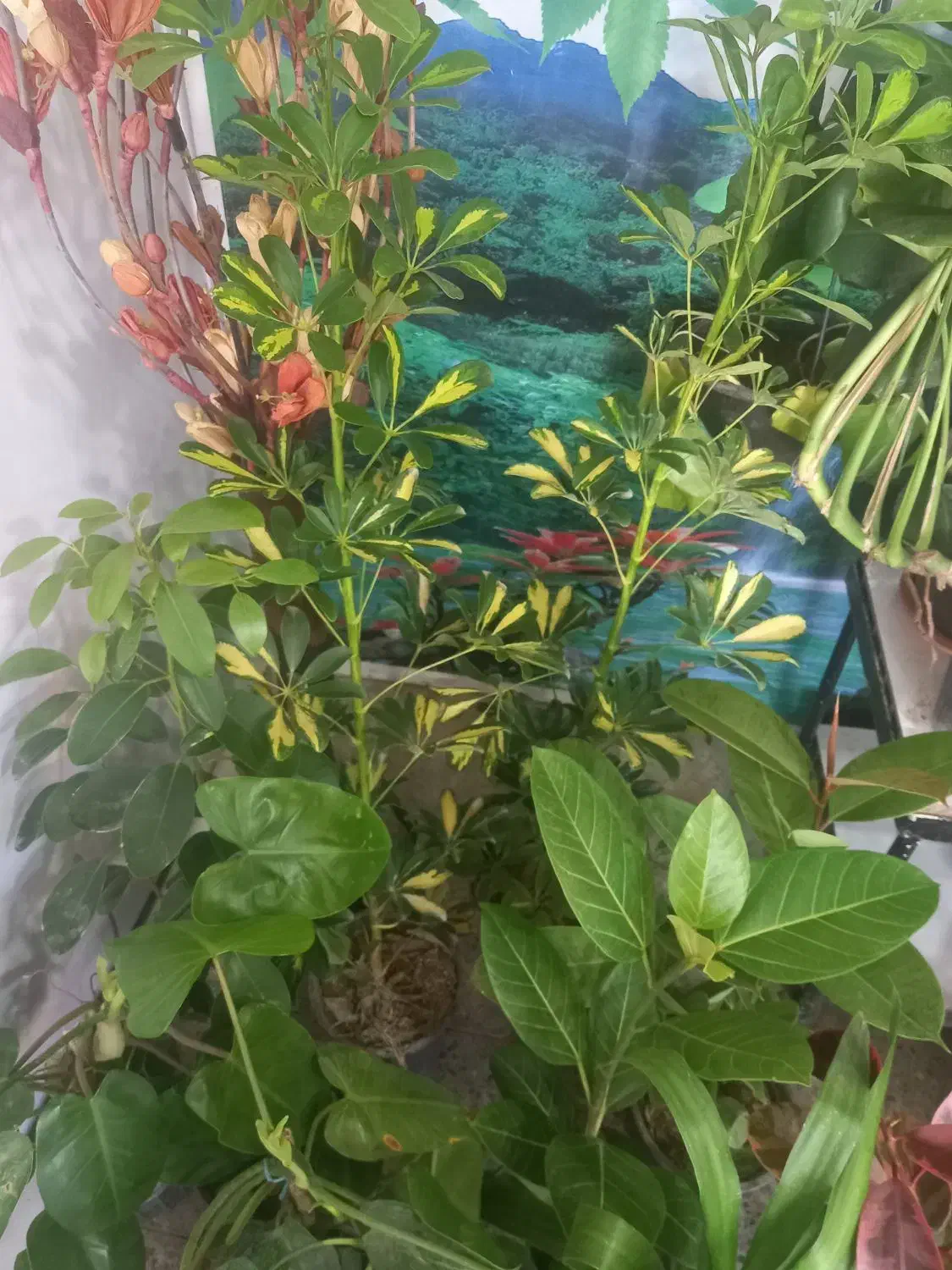 باقیمانده گلهای اپارتمانی فقط ۱۷۰|گل و گیاه طبیعی|شهرکرد, |دیوار