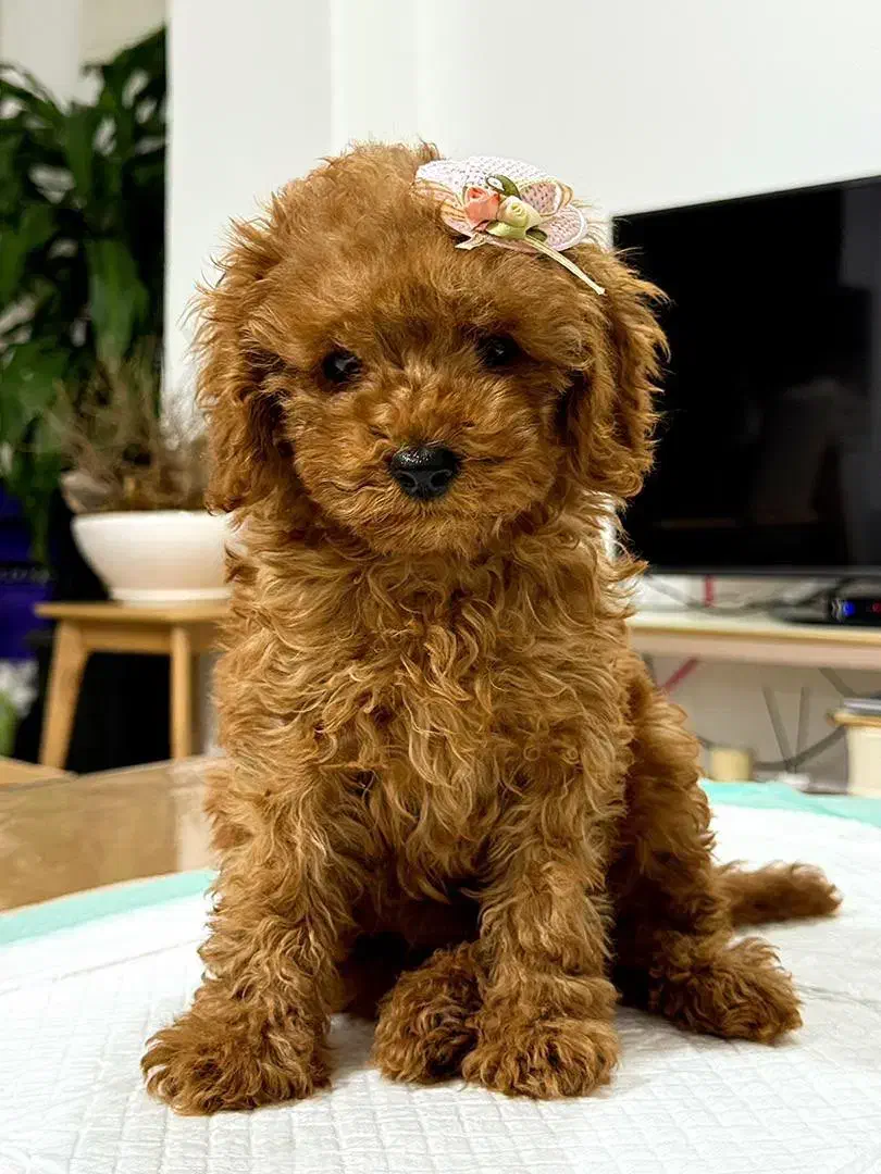 فروش سگ پودل عروسکی|سگ|بندرعباس, |دیوار