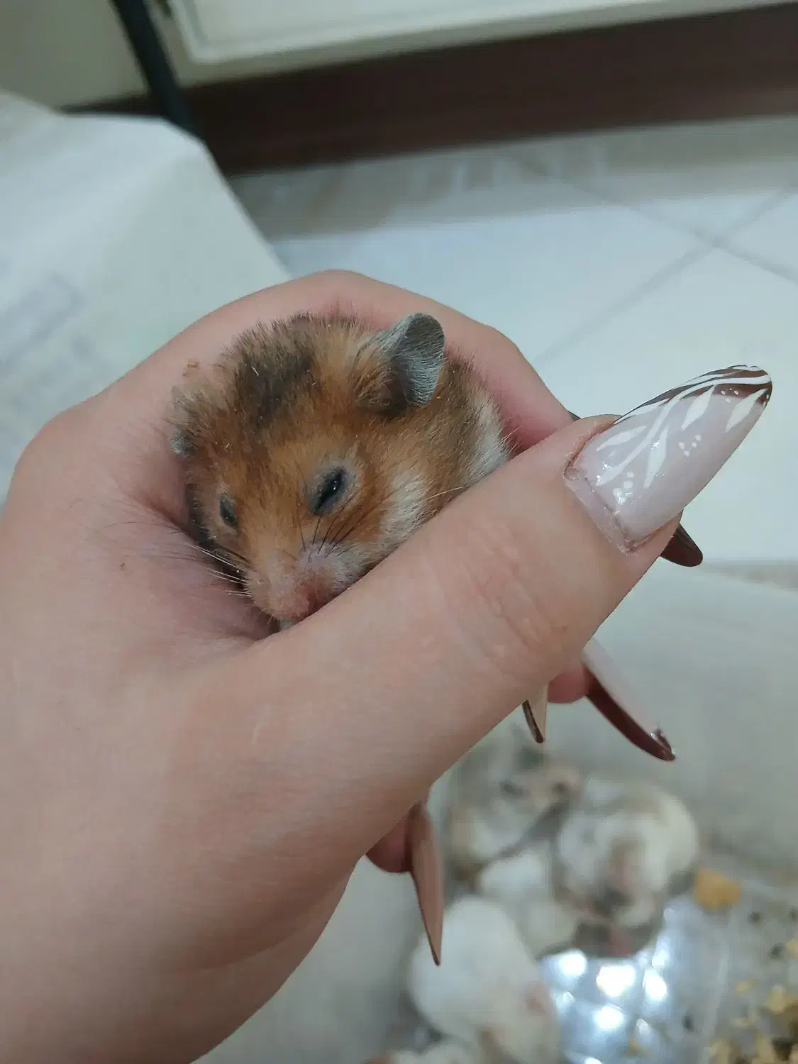 همستر دستی ورام|موش و خرگوش|تهران, سجاد|دیوار