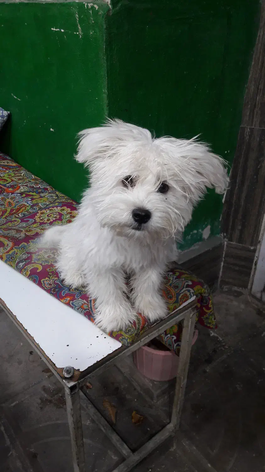 واگذاری سگ شیتزو (نر)|سگ|اهر, |دیوار