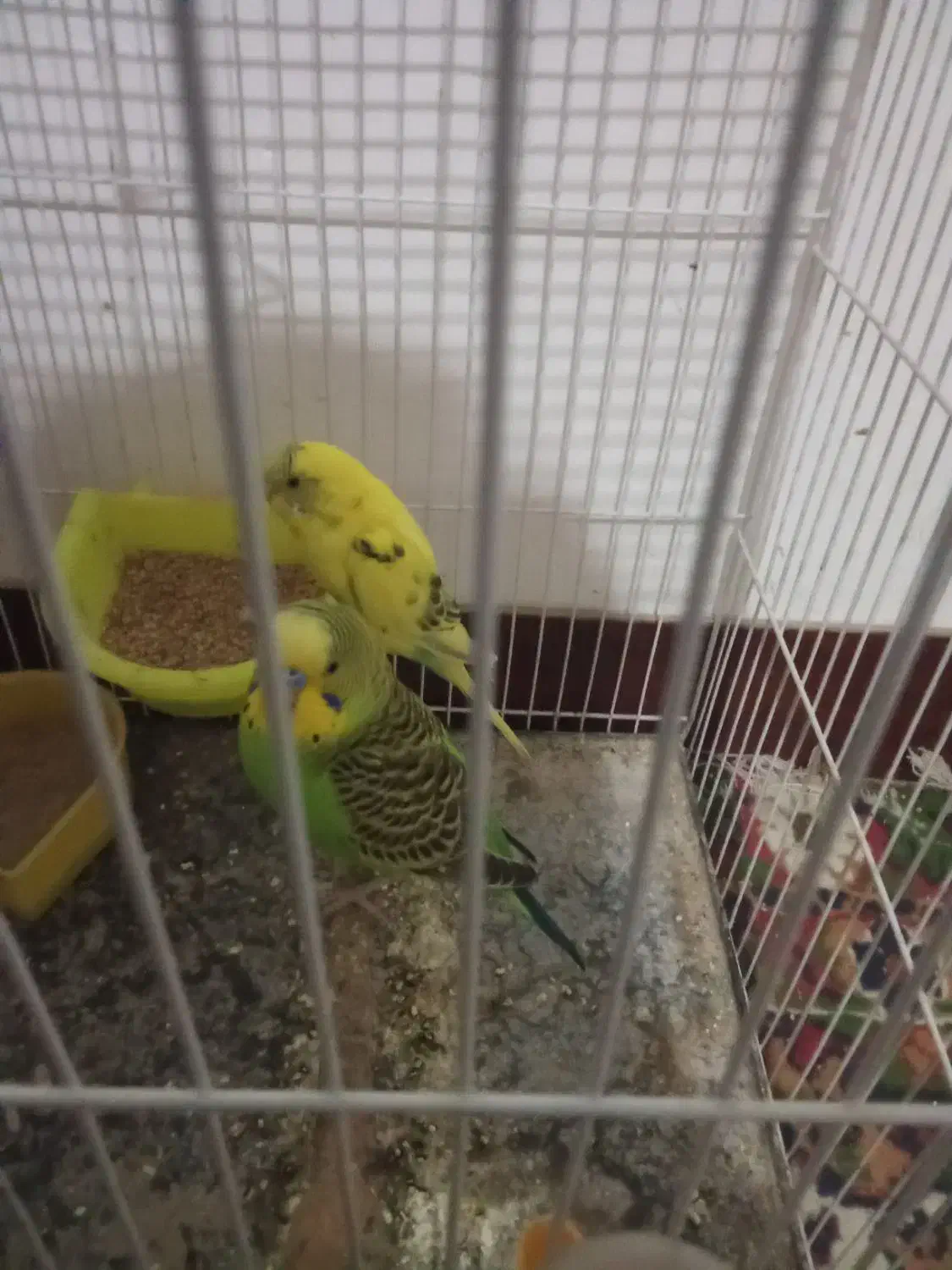 یک جفت مرغ عشق|پرنده|شیروان (خراسان), |دیوار