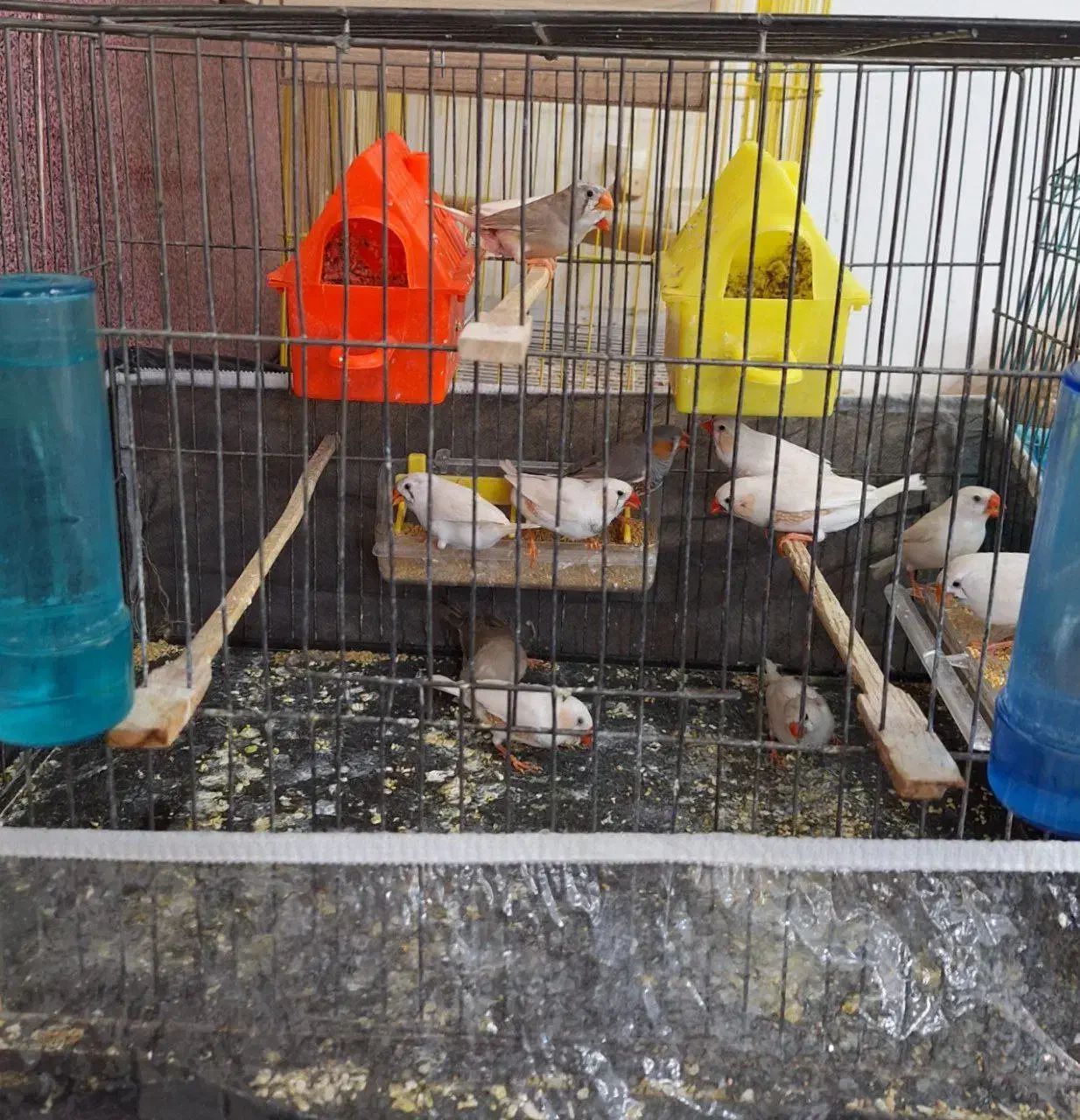 13عدد فنچ|پرنده|تبریز, |دیوار