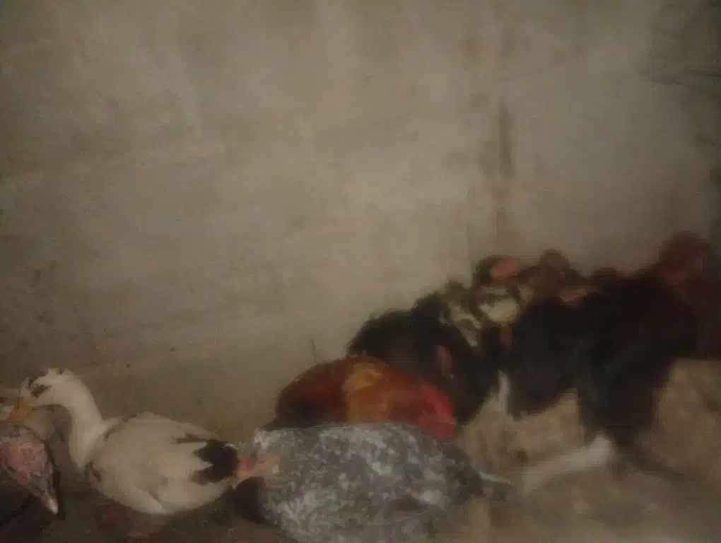 جوجه محلی زیر مرغی|حیوانات مزرعه|گنبکی, |دیوار