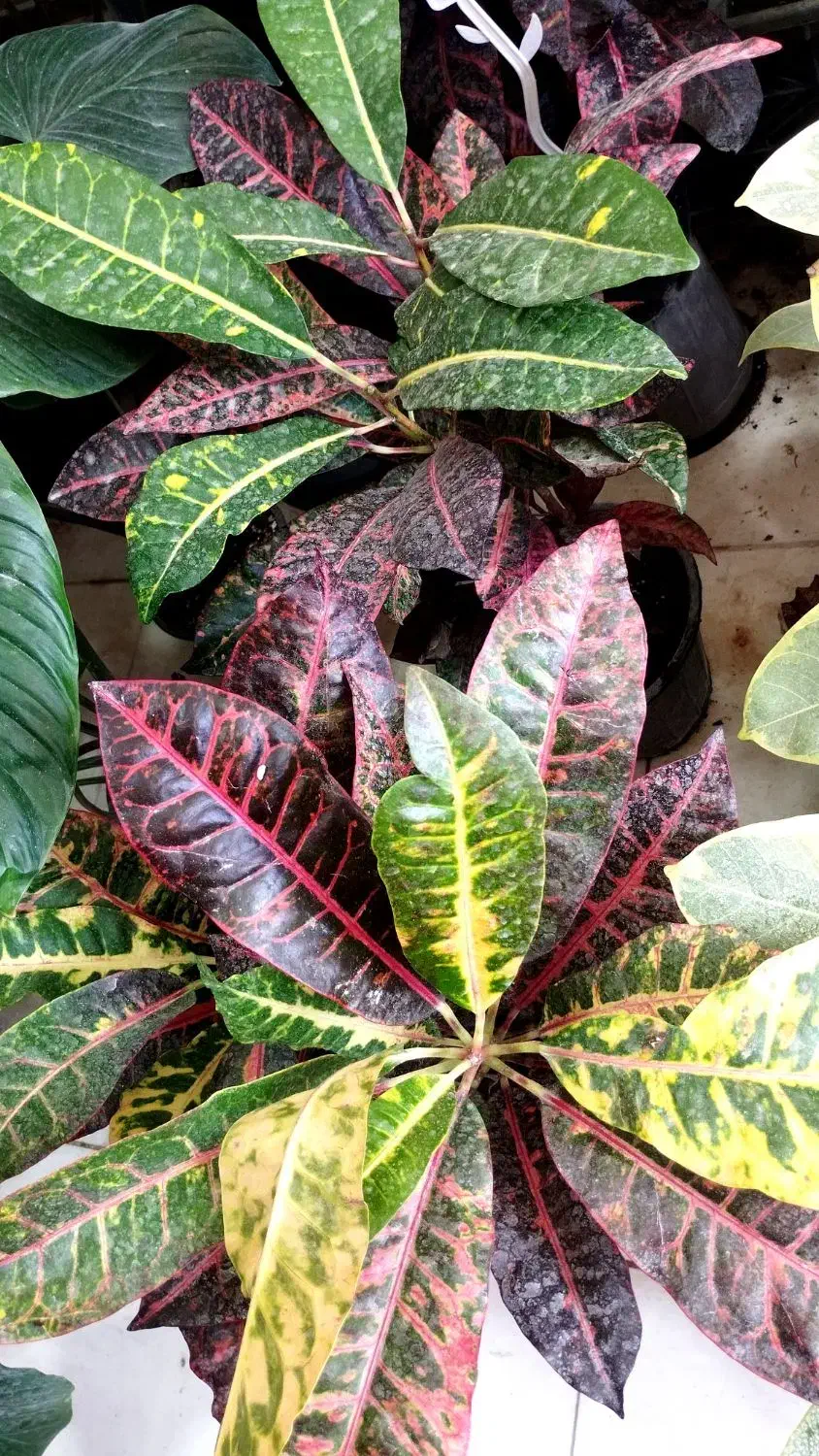 گلفروشی ژوان(کیهانشهر)|گل و گیاه طبیعی|کرمانشاه, |دیوار