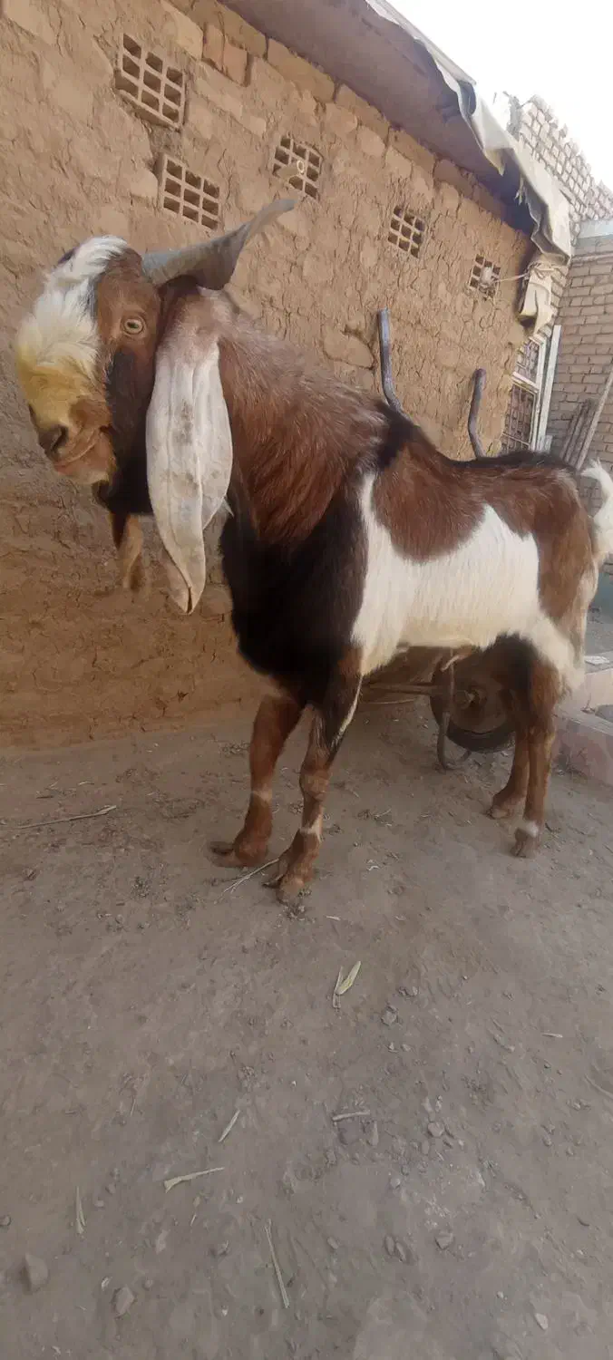 نربز گلابی پاکستانی|حیوانات مزرعه|بردسکن, |دیوار