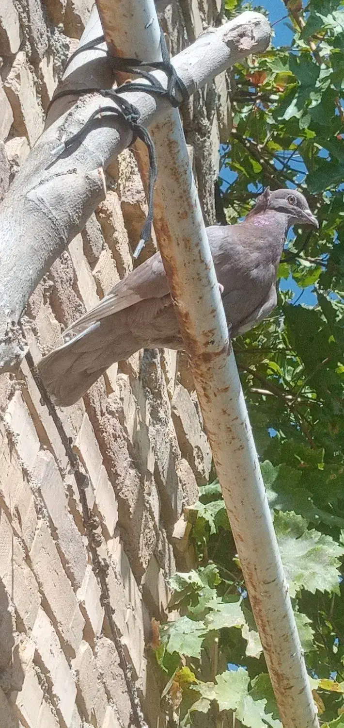 کبوتر فروشی|پرنده|اردل, |دیوار