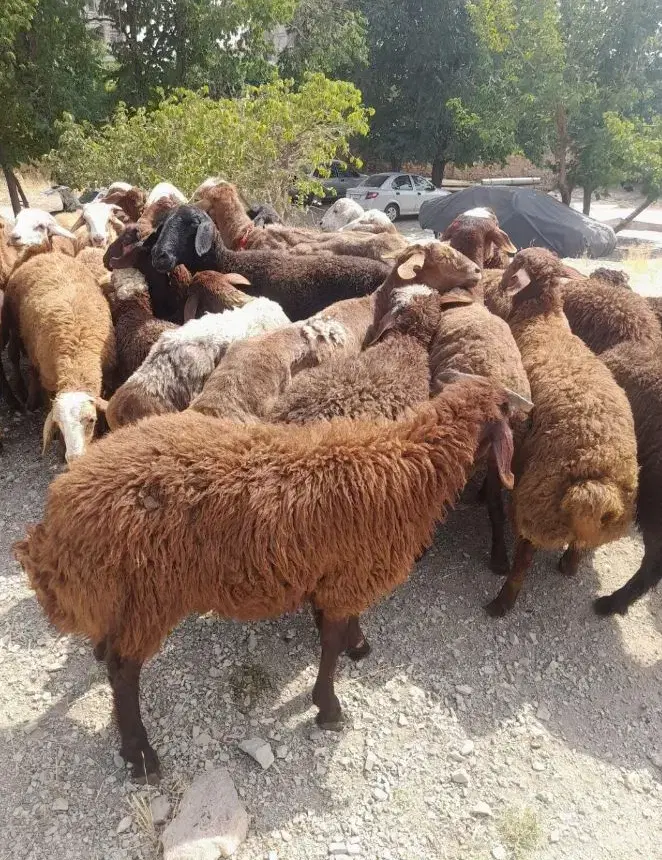 گوسفند شهرری و یافت اباد و تهران پارس بازدید حضوری|حیوانات مزرعه|تهران, نازیآباد|دیوار