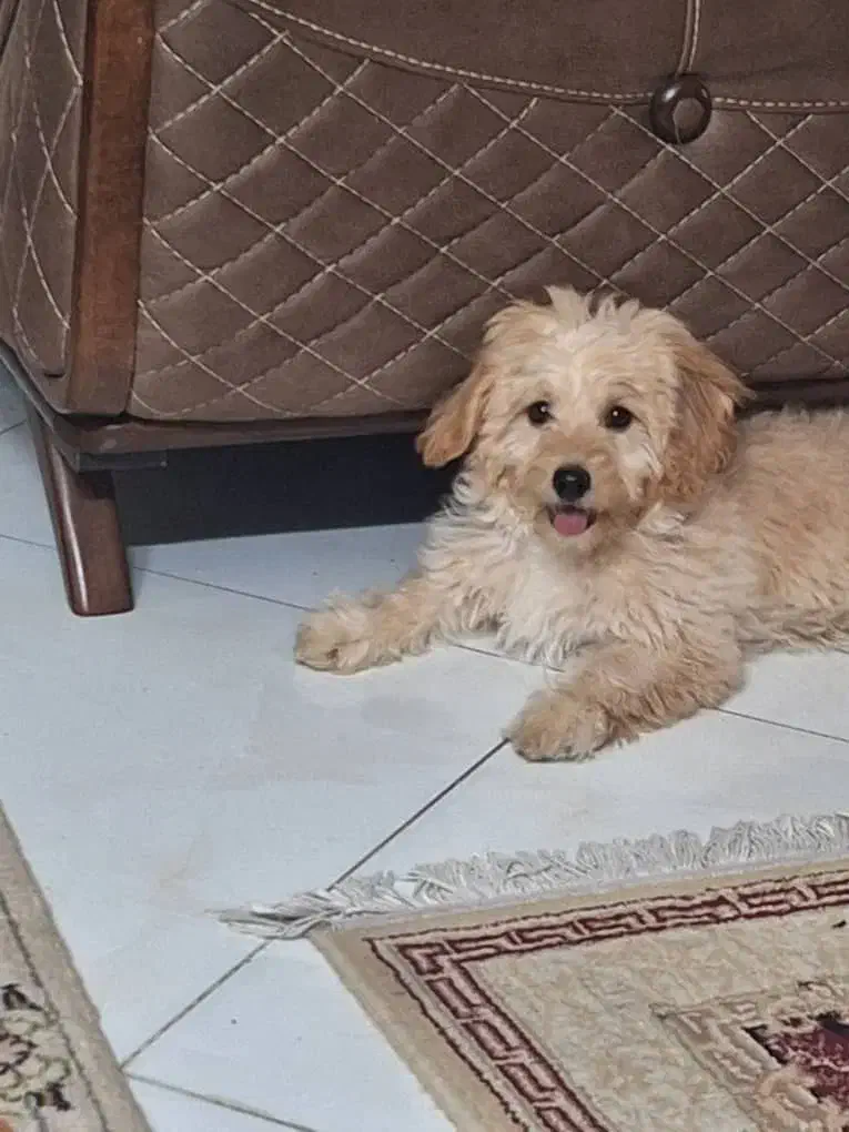 سگ نژاد  دودل|سگ|کرمانشاه, |دیوار