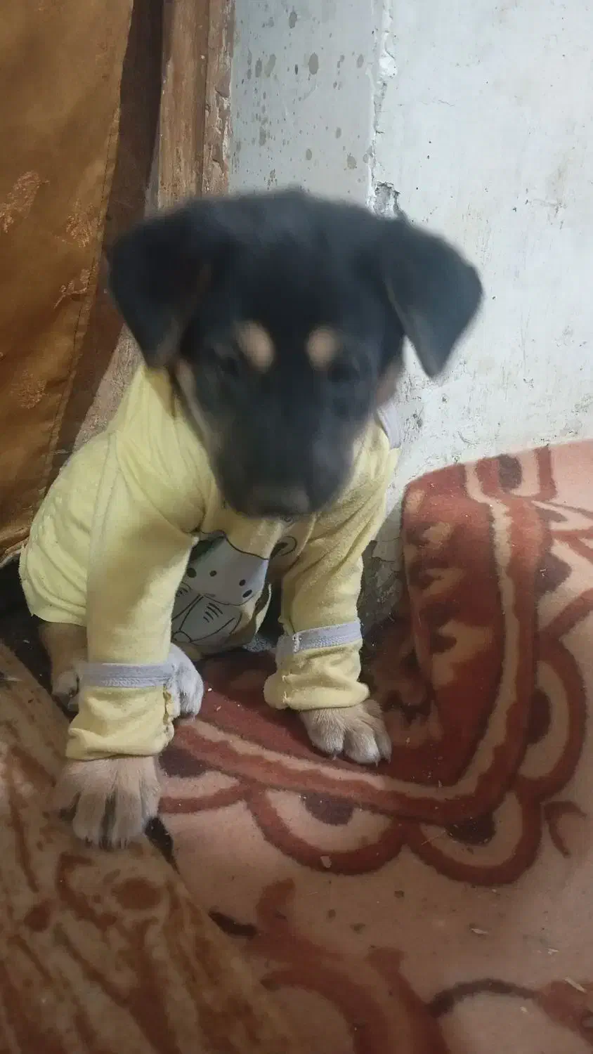 سگ کوچک تیز وباحال|سگ|نیشابور, شهرکهنه|دیوار