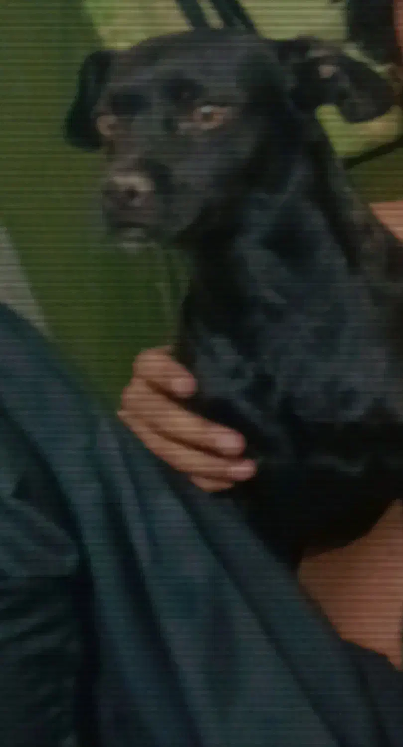 سگ گمشده|سگ|بم, |دیوار