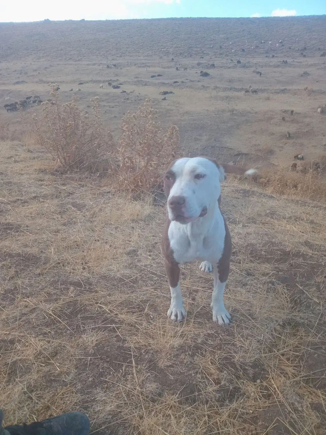 سگ بیت بول|سگ|سراب, |دیوار