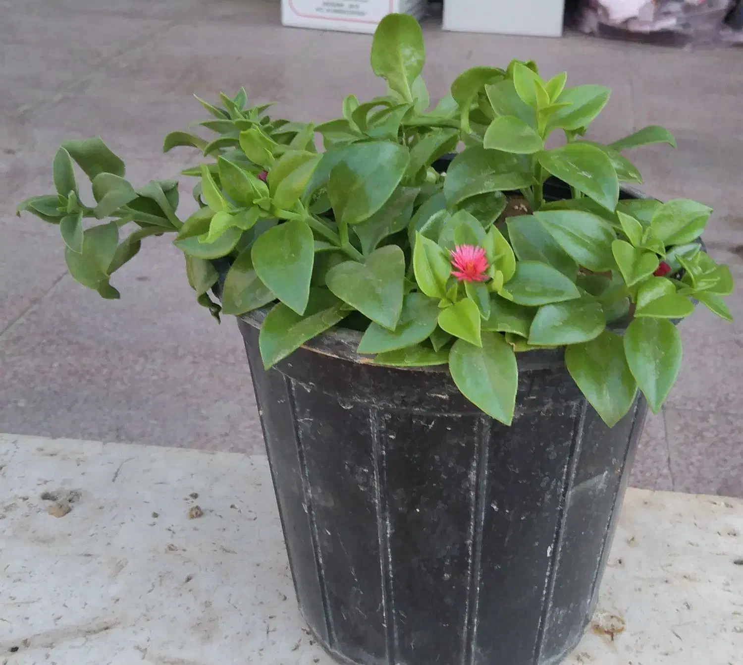 گل‌ طبیعی|گل و گیاه طبیعی|اردکان, |دیوار