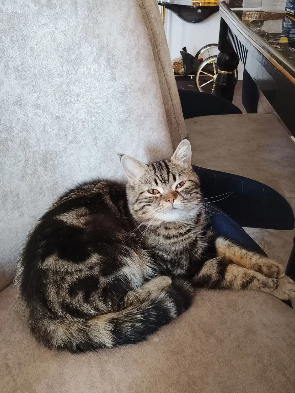 گربه|گربه|خوی, |دیوار