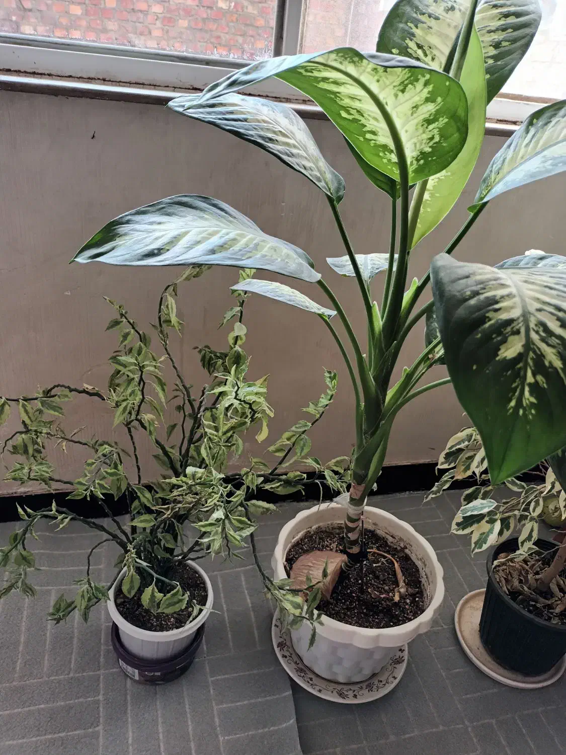 گلیم فرش دو عدد گلدان|گلیم، جاجیم، گبه|بوکان, |دیوار