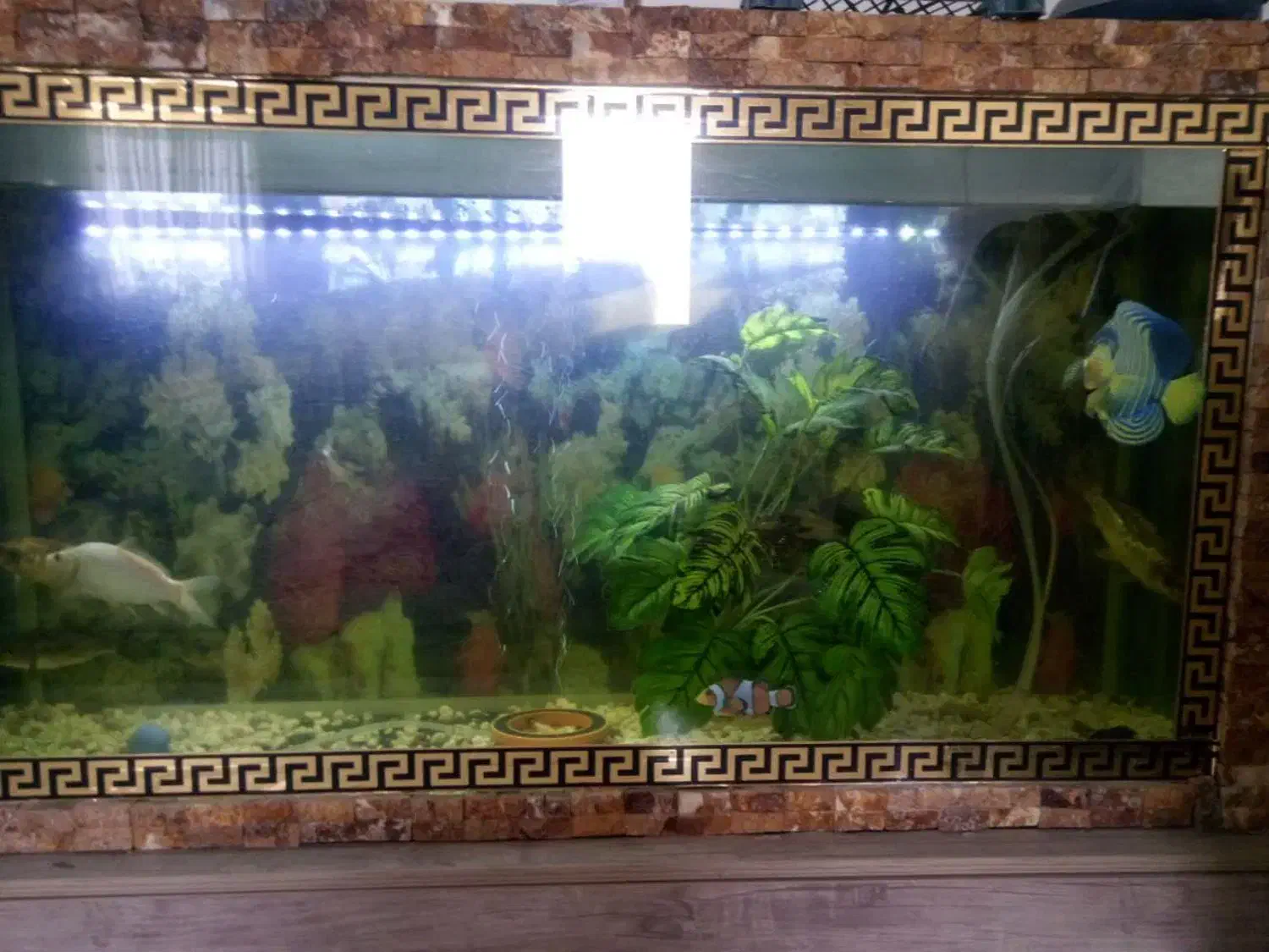آکواریوم|ماهی|پرند, فاز ۳|دیوار
