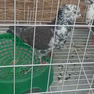 گم شده|حیوانات|دهلران, |دیوار