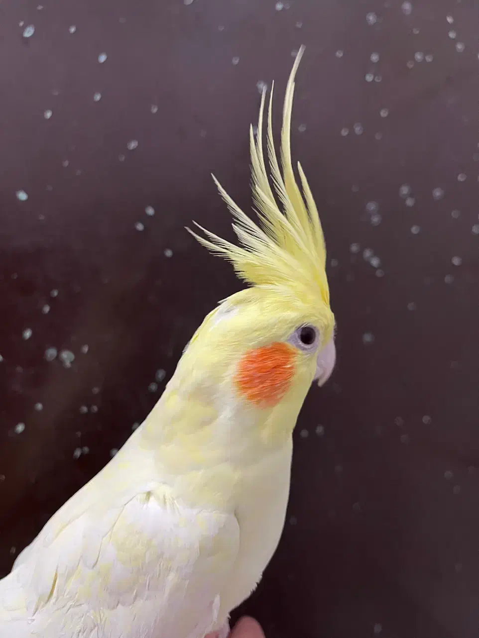 عروس هلندی لوتینو ماده زعفرونی آلبینو بالغ رام رام|پرنده|تهران, شکوفه (عبدل آباد)|دیوار